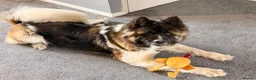 Akita dogs for sale: American Akita female  - Advert 2