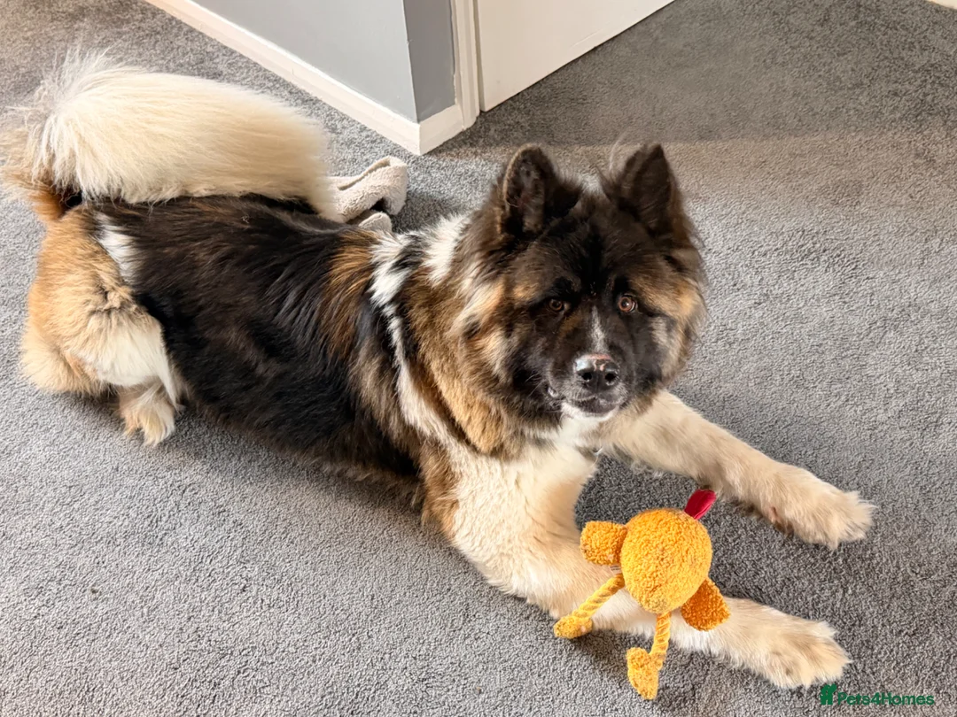 Akita dogs for sale: American Akita female  - Advert 2
