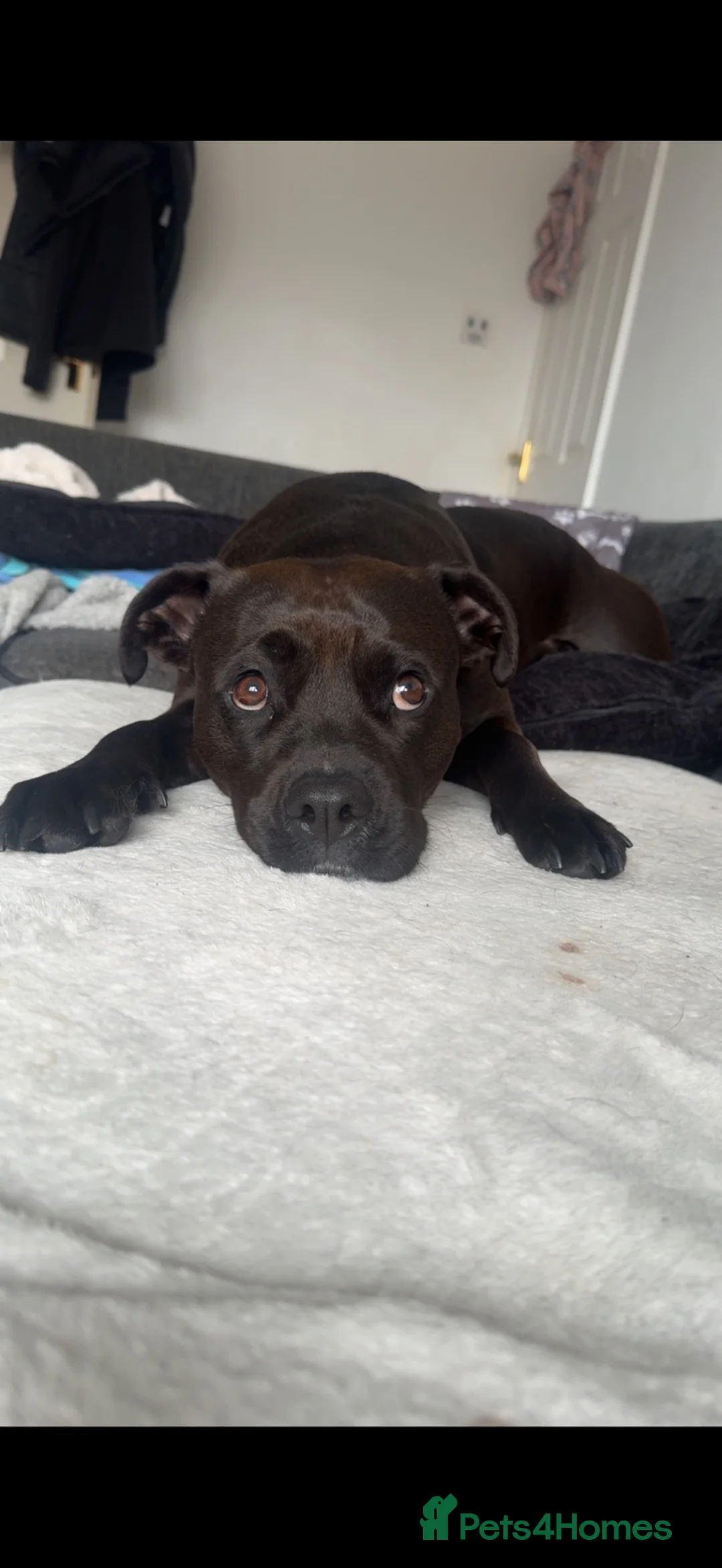Mixed Breed dogs for sale: Staffy X Boxer - Advert 1