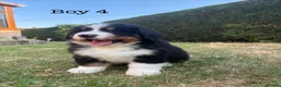 Bernese Mountain Dog dogs for sale: BEAUTIFUL BERNESE MOUNTAIN DOG PUPPIES-4 BOYS !!! - Advert 34