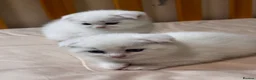 Scottish Fold cats for sale: Scottish Straights & Folds  - Advert 4