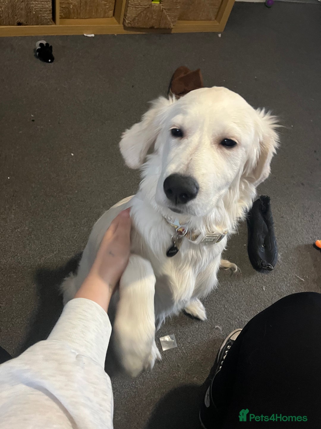 Golden Retriever dogs for sale: Jasper (7 months old) - Advert 2