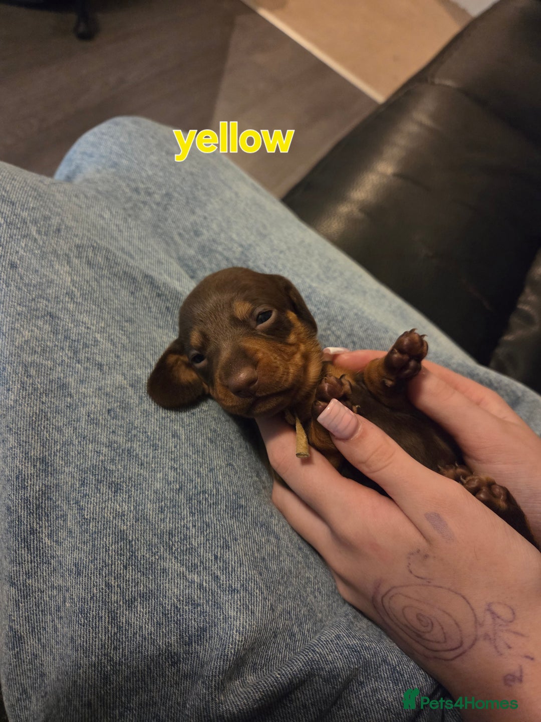 Miniature Dachshund dogs for sale: Only 4 beautiful miniature dachshund puppies - Advert 9
