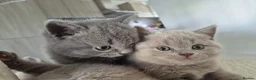 British Shorthair cats for sale: British shorthair kittens  - Advert 26