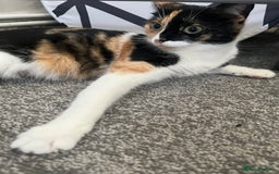 Mixed Breed cats for sale: Kittys kittens  - Image 2