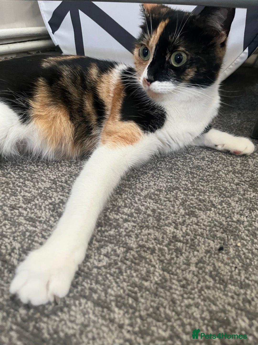 Mixed Breed cats for sale: Kittys kittens  - Image 2