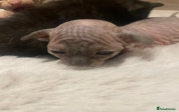 Sphynx cats for sale: Beautiful Sphynx cross orinetal kittens  - Advert 8