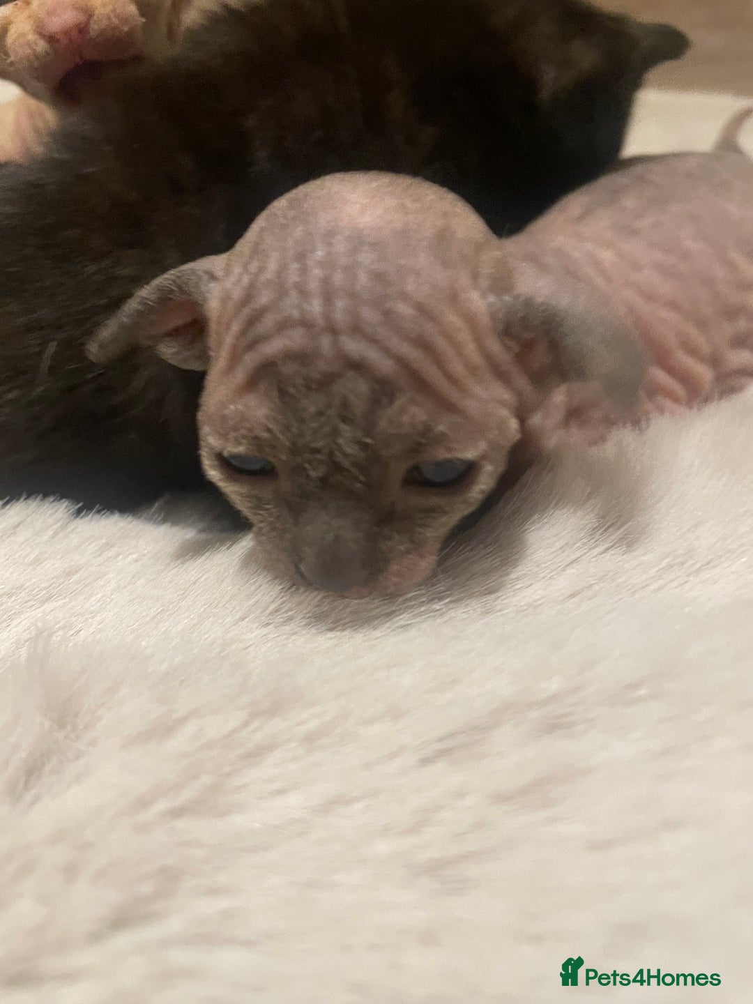 Sphynx cats for sale: Beautiful Sphynx cross orinetal kittens  - Advert 8