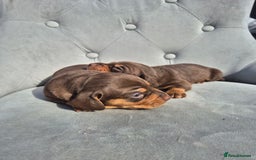 Dachshund dogs for sale: Miniature dachshund puppies PRA CLR - Image 12