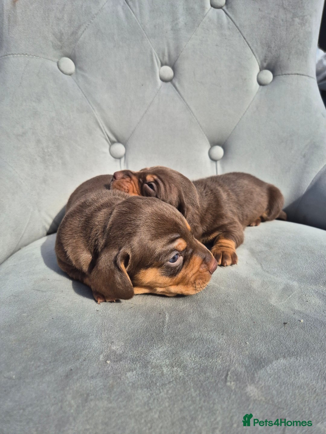 Dachshund dogs for sale: Miniature dachshund puppies PRA CLR - Image 12