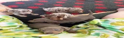 Dachshund dogs for sale: Reg miniature smooth daschunds  - Advert 25