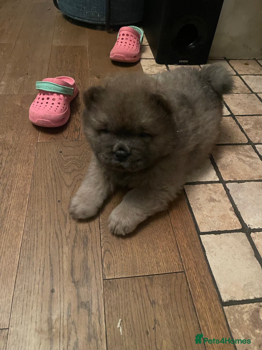 Chow Chow dogs for sale:  Chow chow  - Advert 1