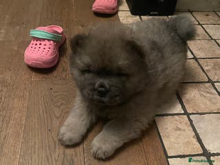 Chow Chow dogs Chow chow - Advert 1