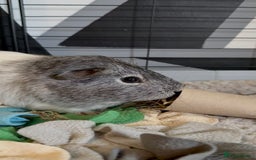 Guinea Pig rodents for sale: Two Adorable Guinea Pigs Looking for a Loving Home - Image 7