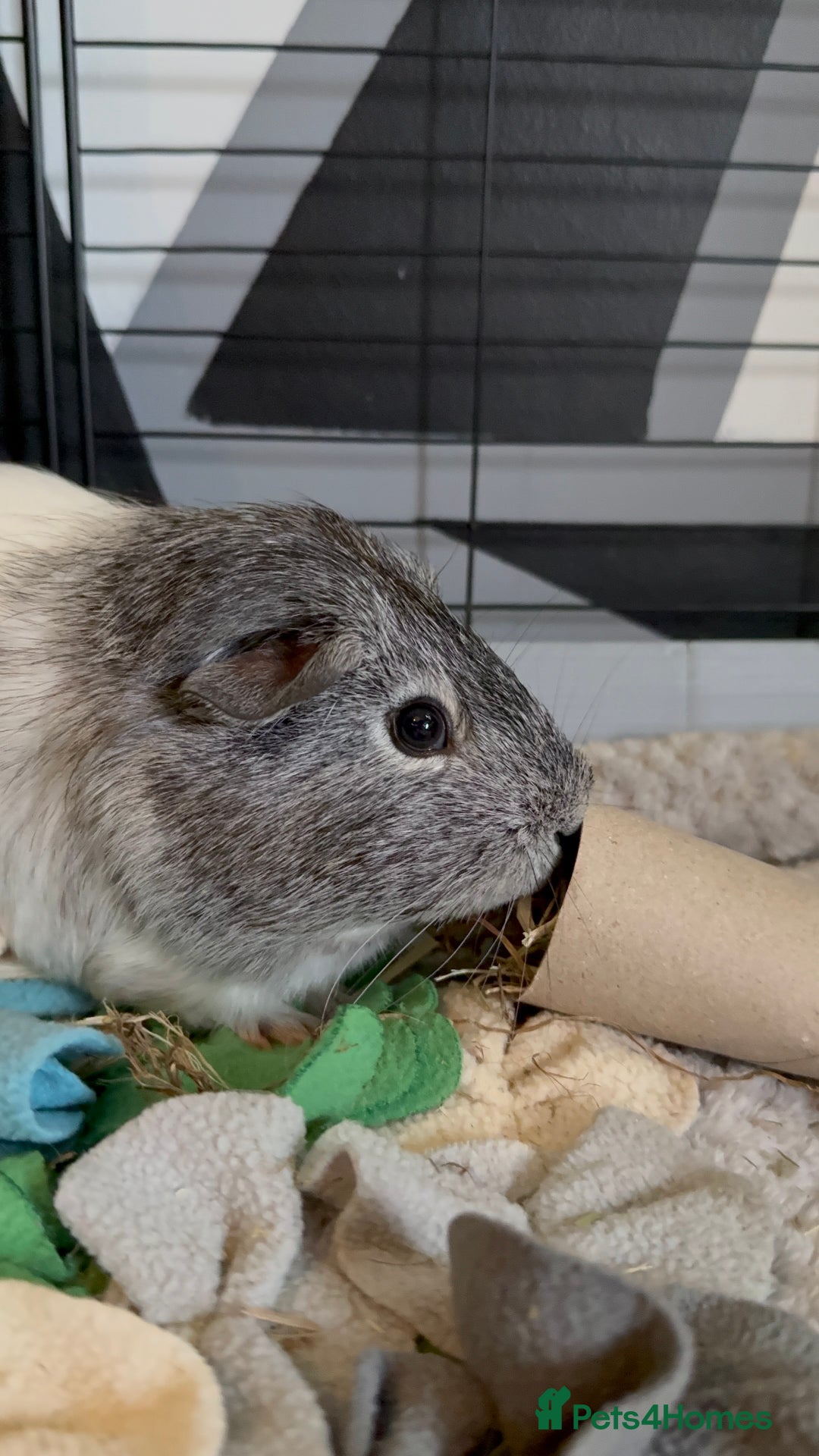 Guinea Pig rodents for sale: Two Adorable Guinea Pigs Looking for a Loving Home - Image 7