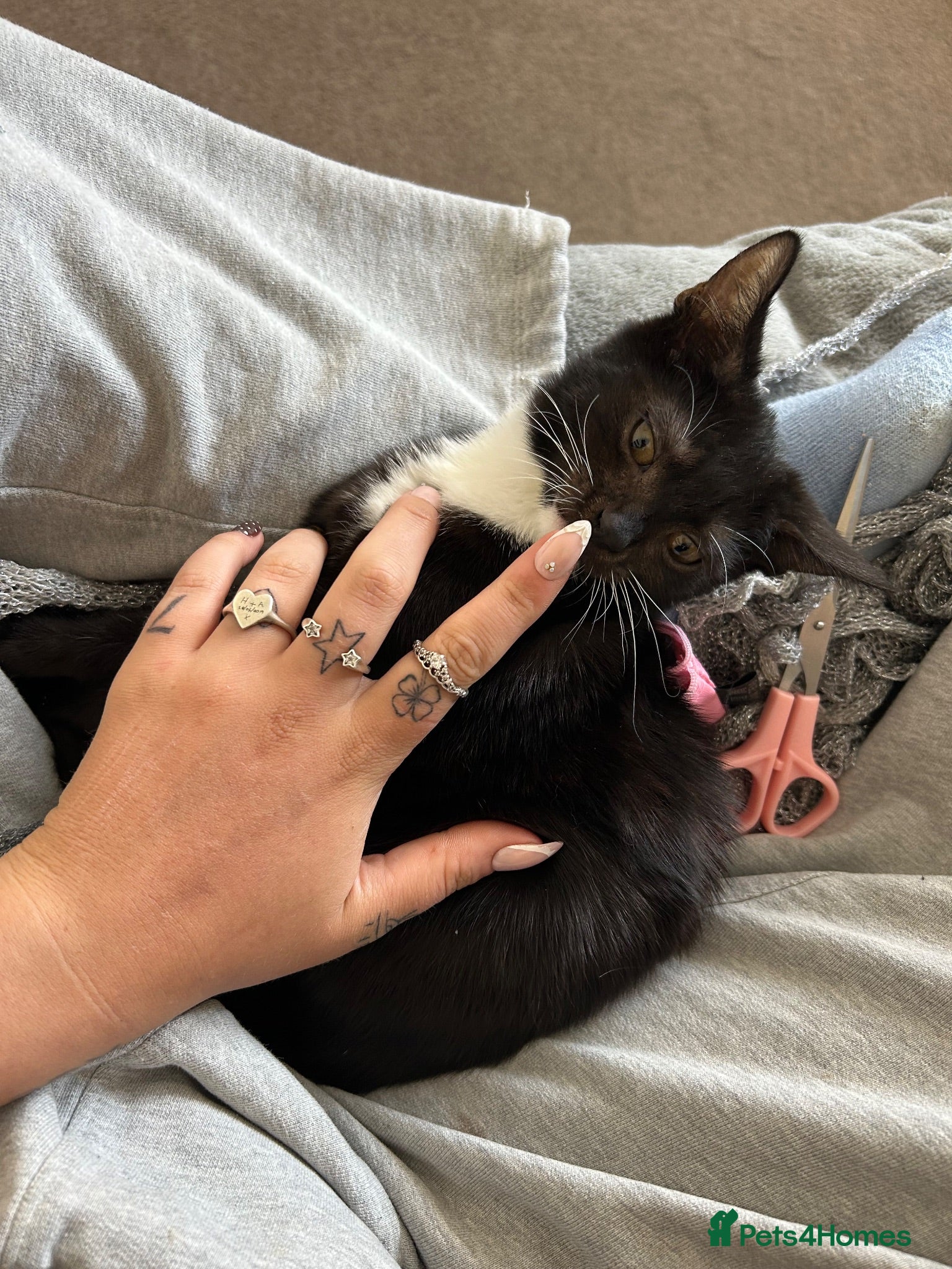 Mixed Breed cats 2 gorgeous boys urgently needing homes🏡  - Advert 4