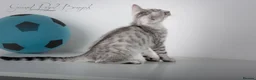 Bengal cats for sale: Rare Blue Snow Bengal Boy in Northampton - Advert 7