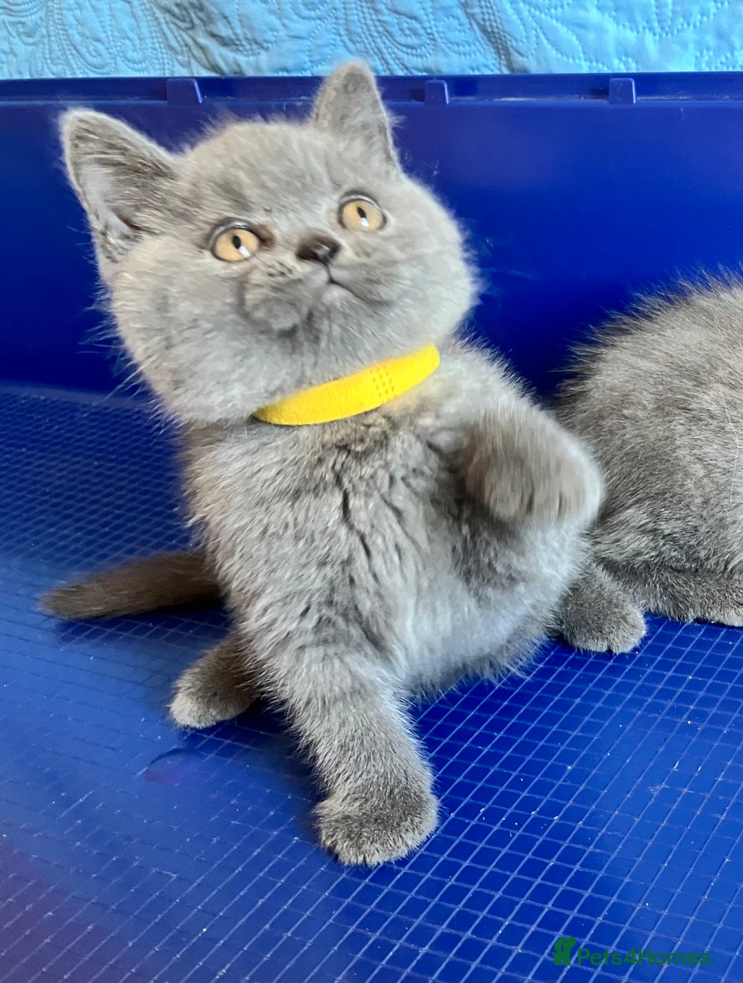 British Shorthair cats for sale: GCCF registered ChampionBloodline 5GENpedigree BSH - Image 10