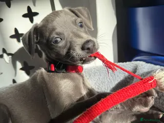Whippet dogs Luna: 9-week-old female puppy - Advert 1