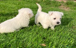 West Highland Terrier dogs for sale: GORGEOUS West Highland puppies - Image 11