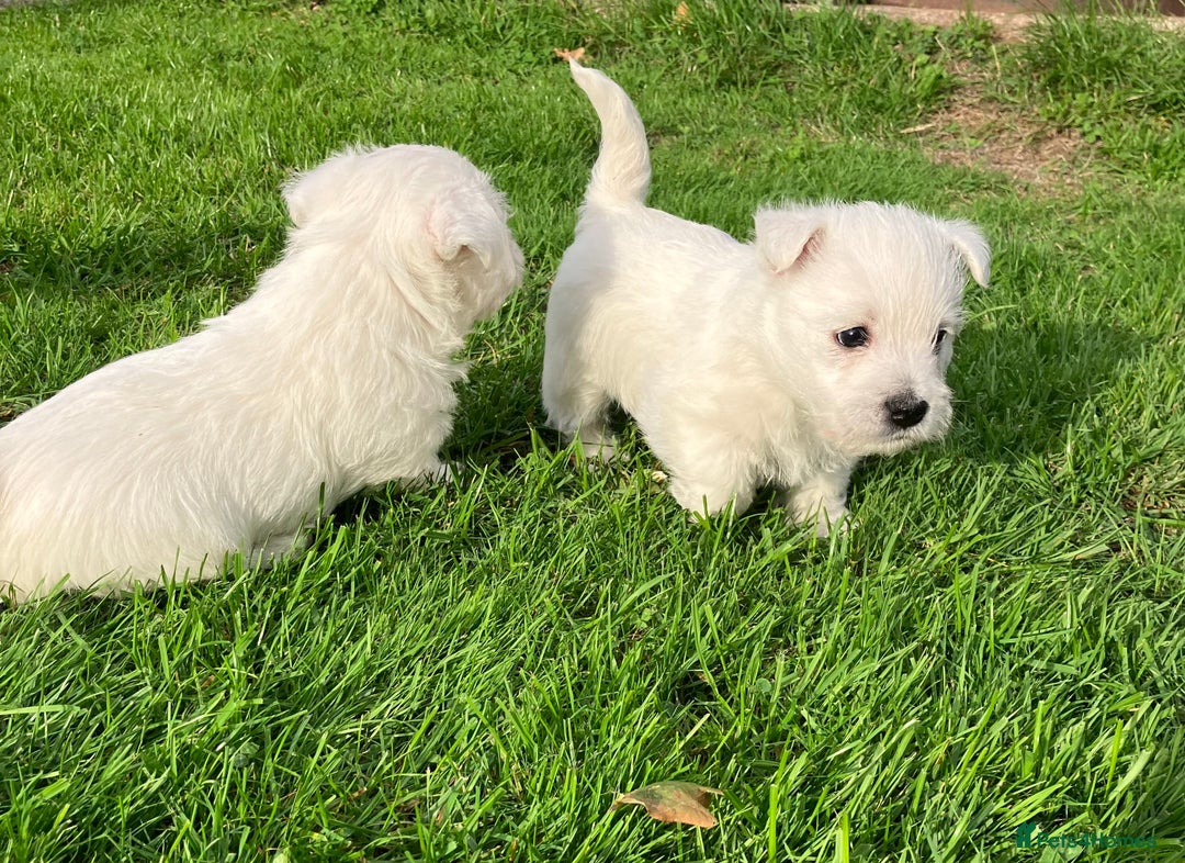West Highland Terrier dogs for sale: GORGEOUS West Highland puppies - Image 11