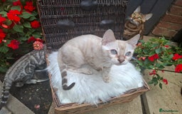 Bengal cats for sale: Prenium TICA registered Bengal Kittens - Image 39