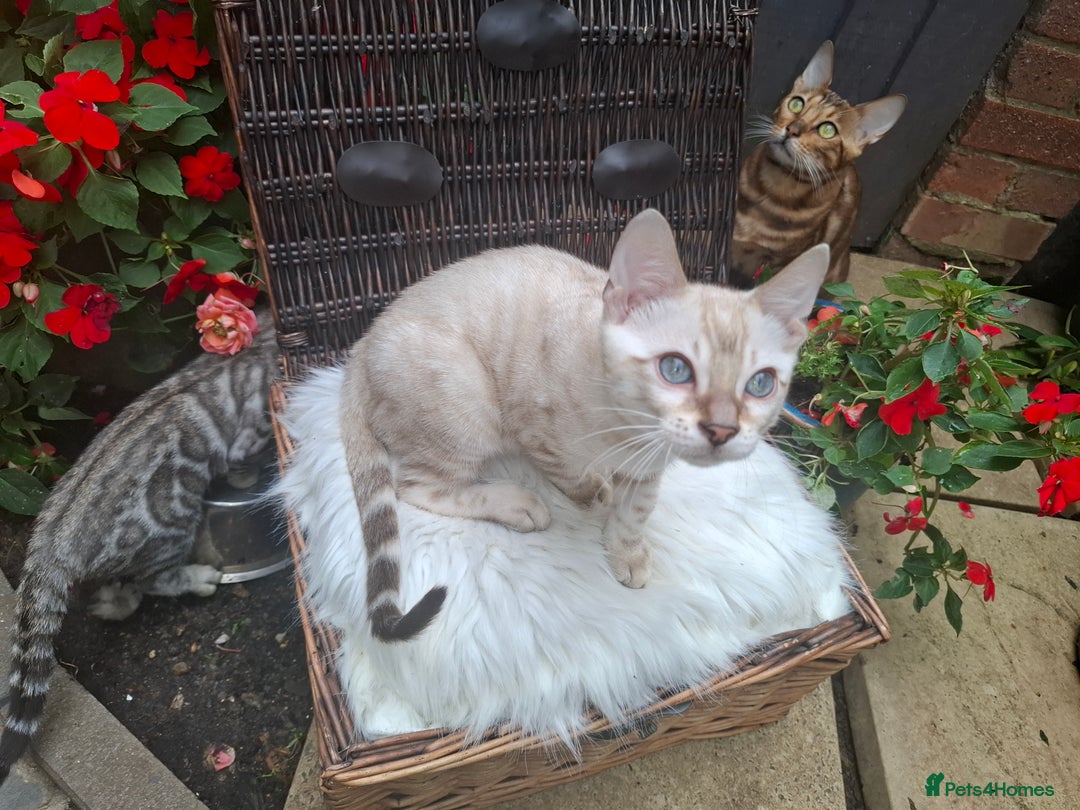 Bengal cats for sale: Prenium TICA registered Bengal Kittens - Image 39
