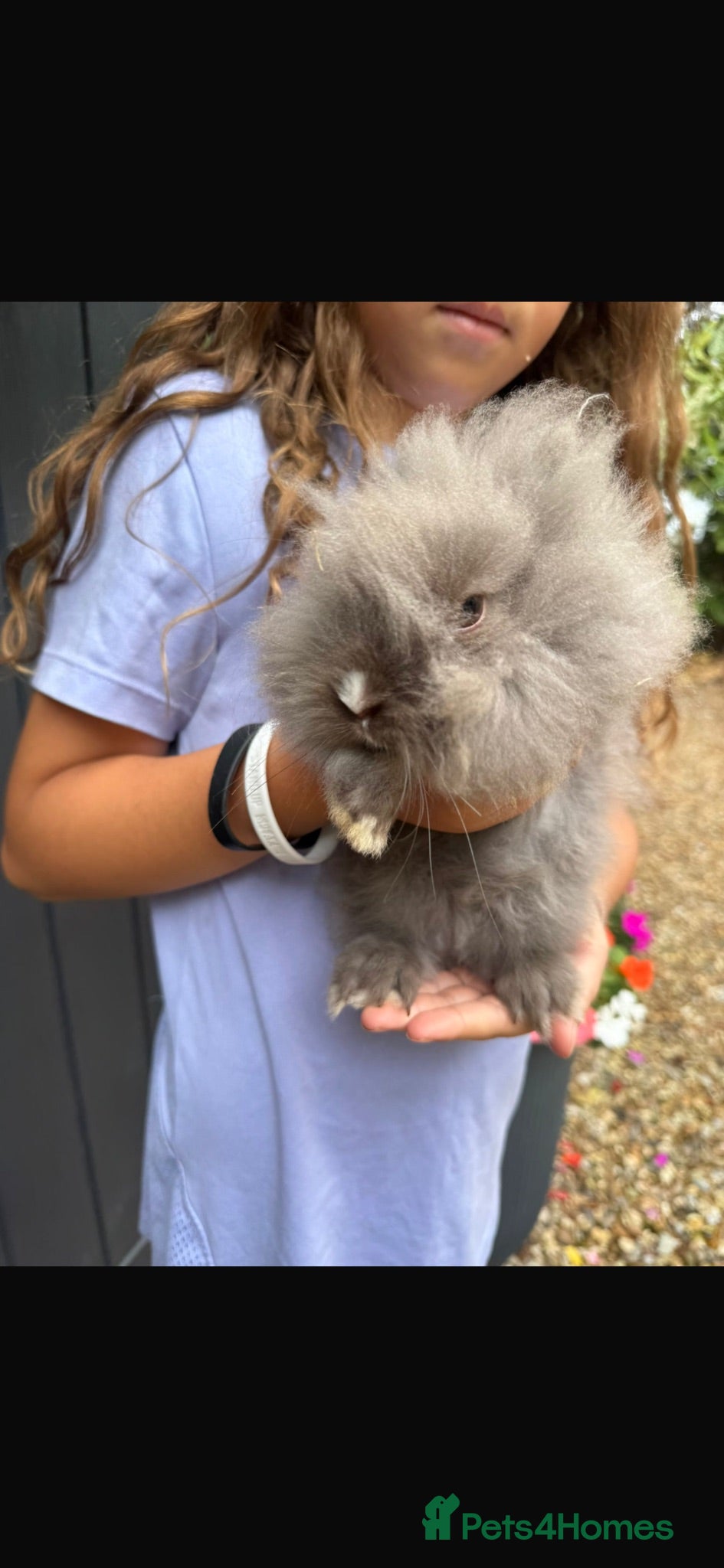 Lionhead rabbits Six baby lion heads for Sale ready now  - Advert 22