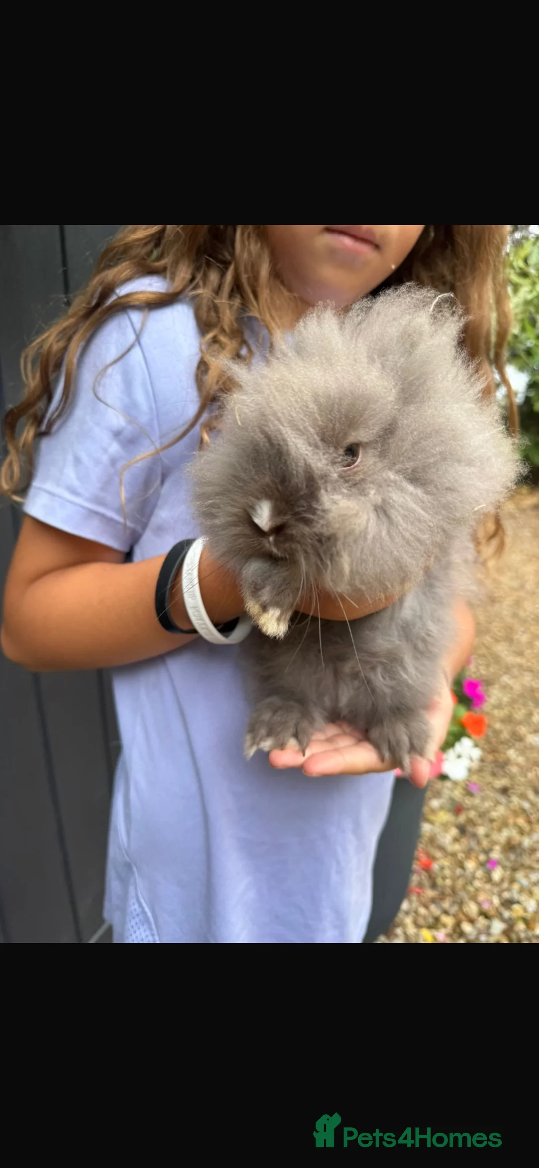 Lionhead rabbits for sale: Six baby lion heads for Sale ready now  - Advert 1