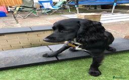 Cocker Spaniel dogs for stud: KC registered Cocker Spaniel Striker for stud - Image 32