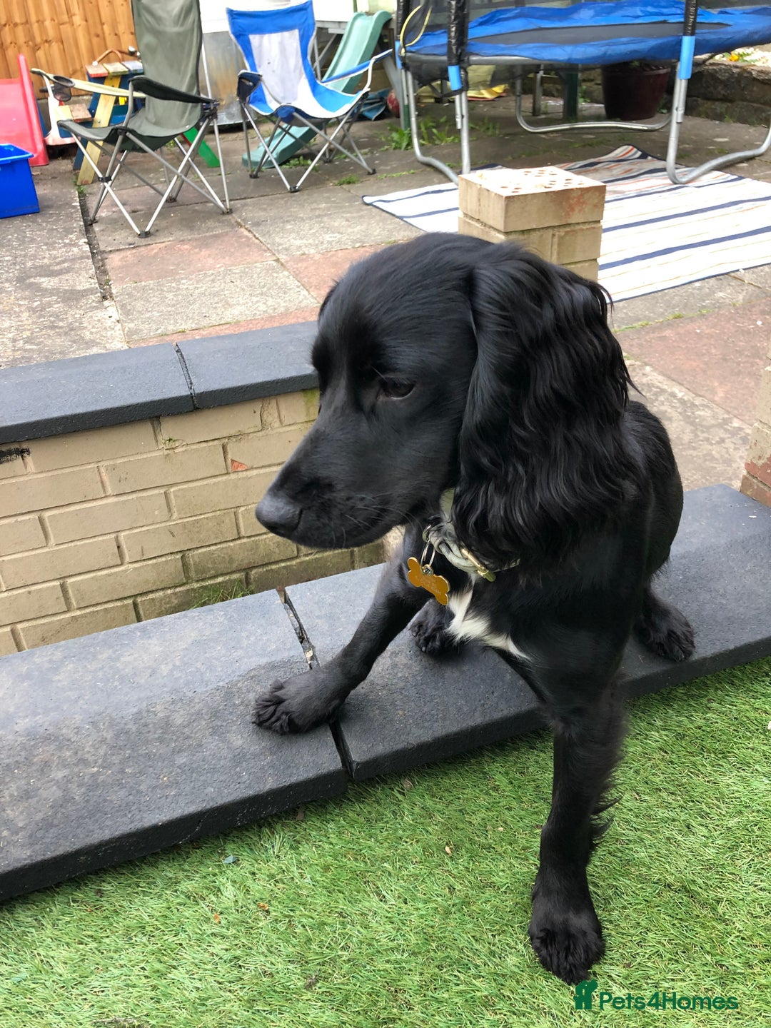 Cocker Spaniel dogs for stud: KC registered Cocker Spaniel Striker for stud - Image 32
