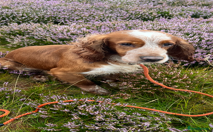 Cocker Spaniel dogs - Advert 3