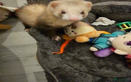 Ferret rodents for sale: Ferret kit to a good home  - Image 2