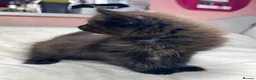 Mixed Breed cats for sale: Mixed kittens  - Advert 27