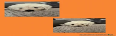Orange boy 