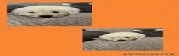 Golden Retriever dogs for sale: 3 Golden retriever boys  - Advert 10