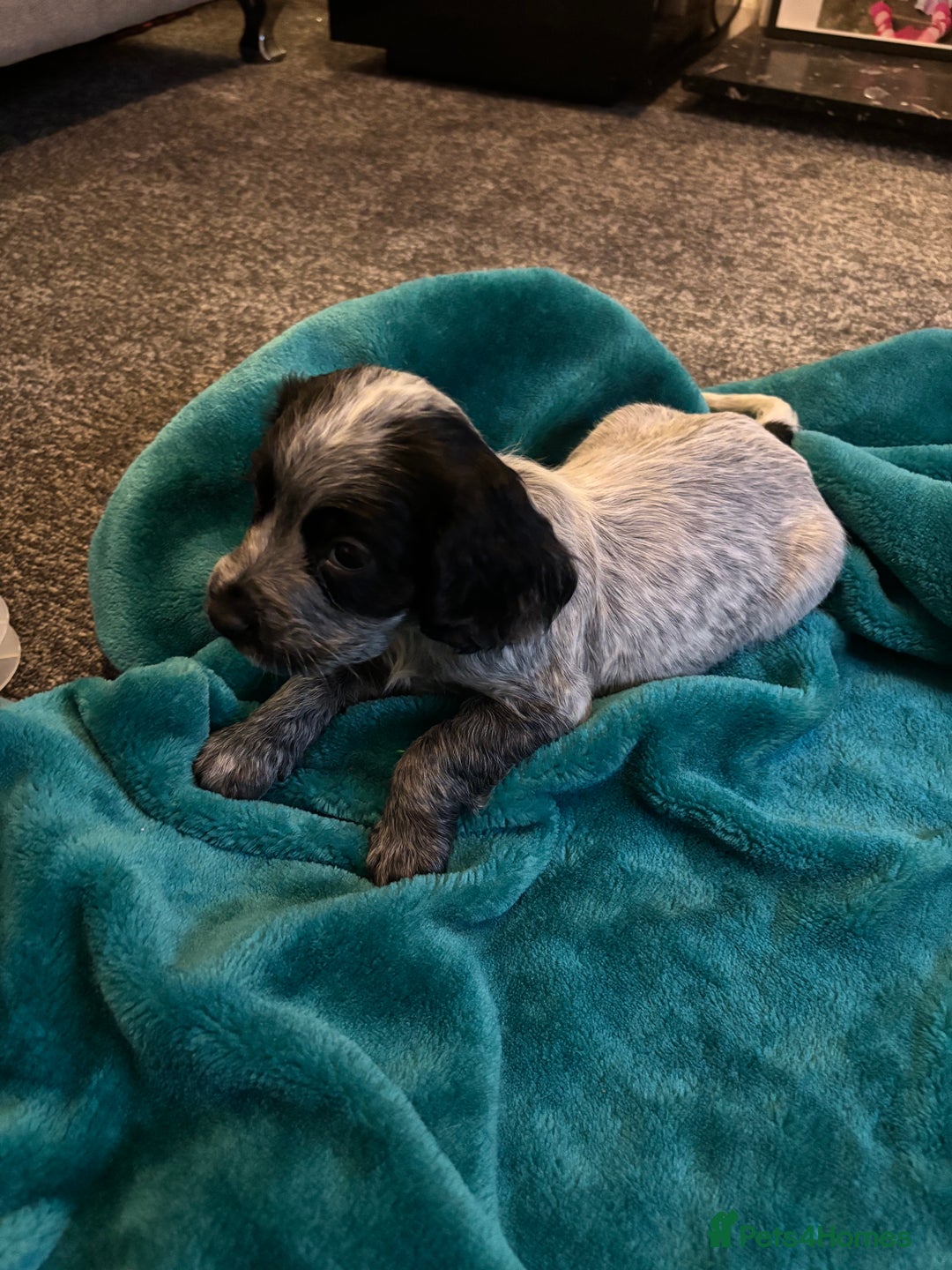 Cocker Spaniel dogs for sale: Georgous blue roan cocker spaniels - Image 21