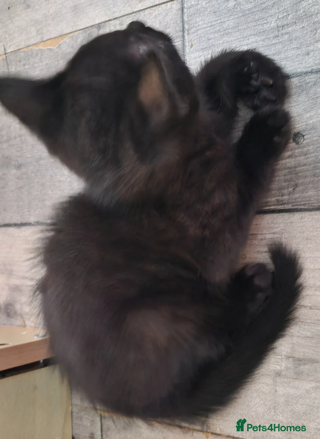 British Shorthair cats for sale: 4 beautiful kittens - Advert 9