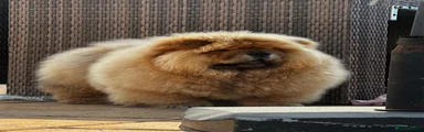 Chow Chow Puppy 1