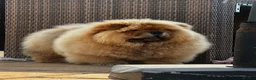 Chow Chow dogs for sale: MALE CHOW CHOW REAVAILABLE  - Advert 2