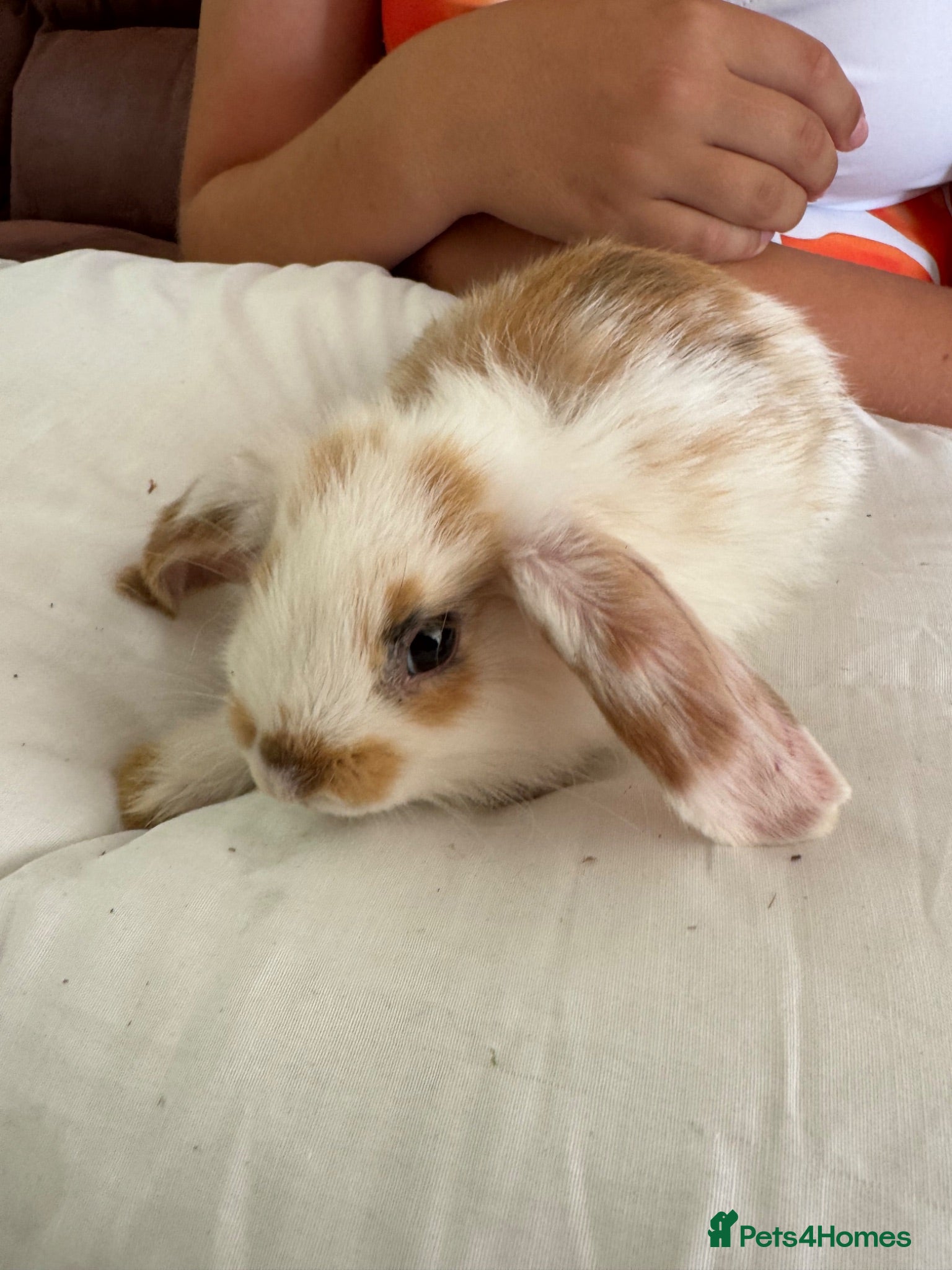 English Lop rabbits English lop bunnies  - Advert 7