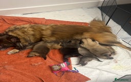 Pomeranian dogs for sale: Pomeranian puppies - Image 1