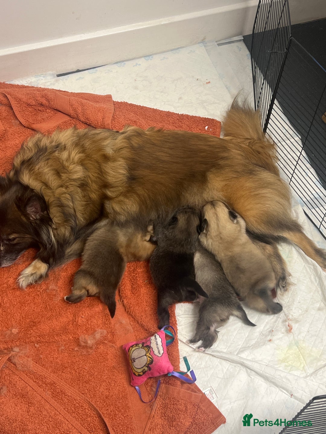 Pomeranian dogs for sale: Pomeranian puppies - Image 1