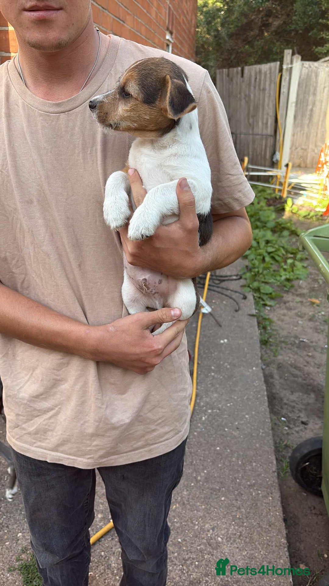 Mixed Breed dogs for sale: Tri-coloured Boy - Image 2
