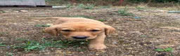 Labrador Retriever dogs for sale: Red Fox Labrador  in Chippenham - Advert 2