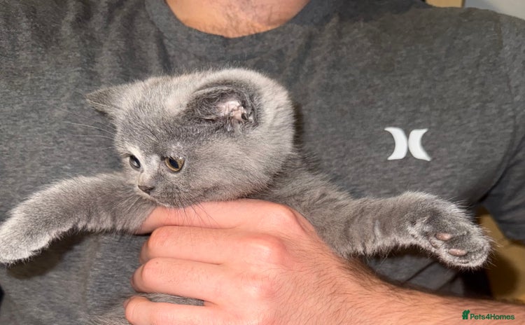 British Shorthair cats - Advert 13