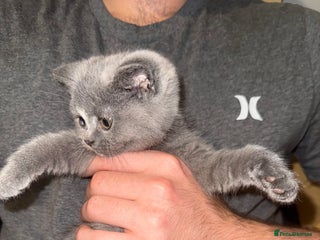 British Shorthair cats - Advert 3