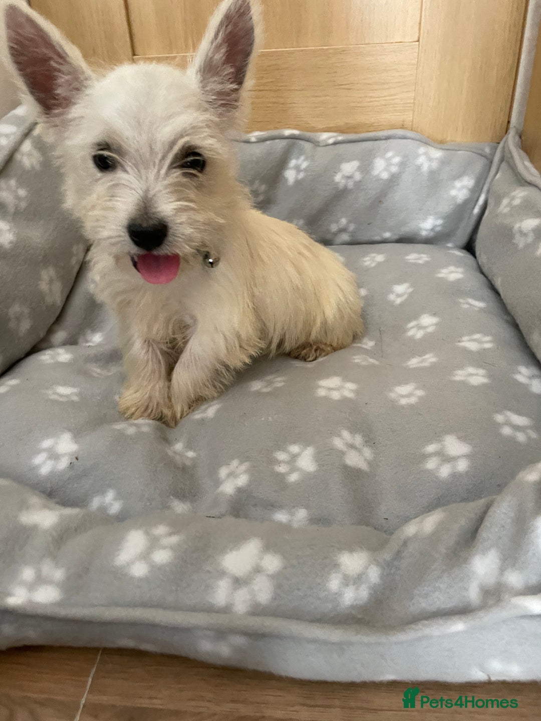 West Highland Terrier dogs for sale: Beautiful west highland terriers puppys - Image 3