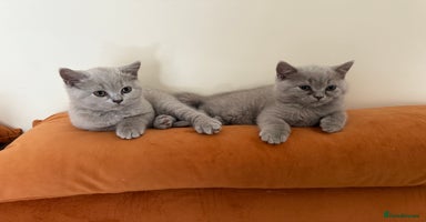 British Shorthair cats - Advert 4