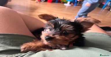 Yorkshire Terrier dogs - Advert 1